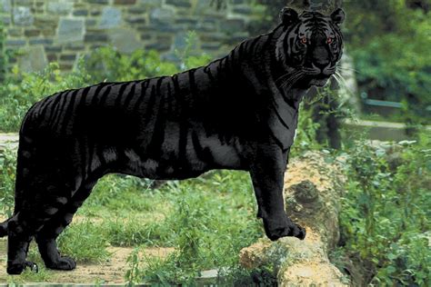 tiger and black panther hybrid.